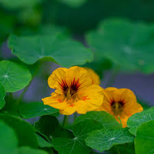Attēlu rezultāti vaicājumam “Tropaeolum majus flower”