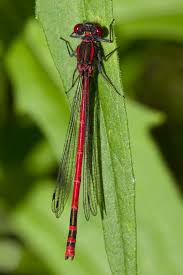 Attēlu rezultāti vaicājumam “Pyrrhosoma nymphula”