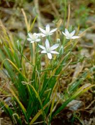 Attēlu rezultāti vaicājumam “Ornithogalum umbellatum”