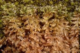 Attēlu rezultāti vaicājumam “Sphagnum balticum”