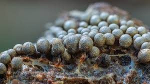 Attēlu rezultāti vaicājumam “Cribraria piriformis spores”