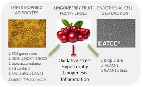 Attēlu rezultāti vaicājumam “Vaccinium vitis-idaea fruit”