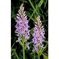 Attēlu rezultāti vaicājumam “Dactylorhiza fuchsii leaf”