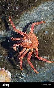 Image result for Lithodes maja