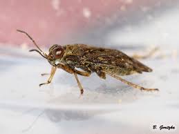 Attēlu rezultāti vaicājumam “Saldula saltatoria”