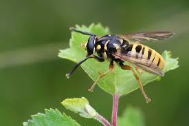 Attēlu rezultāti vaicājumam “Temnostoma vespiforme”