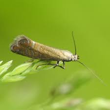 Attēlu rezultāti vaicājumam “Glyphipterigidae”