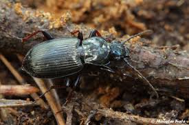 Attēlu rezultāti vaicājumam “Pterostichus oblongopunctatus”