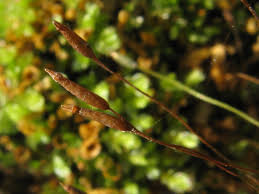 Attēlu rezultāti vaicājumam “Tetraphis pellucida”