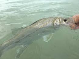 Image result for Centropomus parallelus