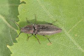 Attēlu rezultāti vaicājumam “Actenicerus sjaelandicus”