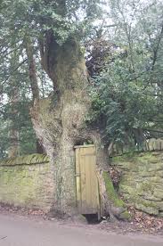 Attēlu rezultāti vaicājumam “Quercus robur fo. pectinata”