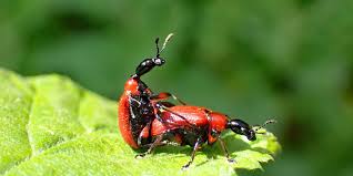 Attēlu rezultāti vaicājumam “Apoderus coryli”