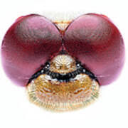 Attēlu rezultāti vaicājumam “Sympetrum sanguineum”