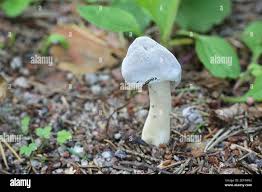 Attēlu rezultāti vaicājumam “Helvella elastica”