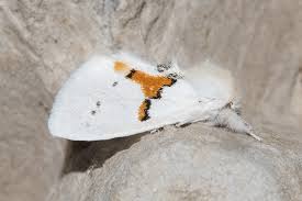 Attēlu rezultāti vaicājumam “Leucodonta bicoloria imago”