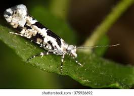 Attēlu rezultāti vaicājumam “Ypsolophidae”