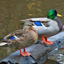 Attēlu rezultāti vaicājumam “Anas platyrhynchos male”