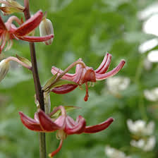 Attēlu rezultāti vaicājumam “Lilium martagon bud”