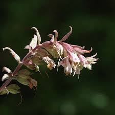 Attēlu rezultāti vaicājumam “Odontites vulgaris fruit”