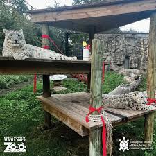 Image result for Essex Leopards