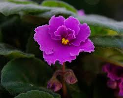 Image result for Saintpaulia ionantha Culitvar