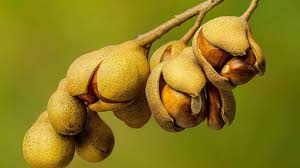 Attēlu rezultāti vaicājumam “Aesculus flava fruit”