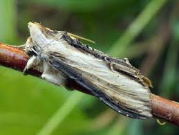 Attēlu rezultāti vaicājumam “Shargacucullia scrophulariae”