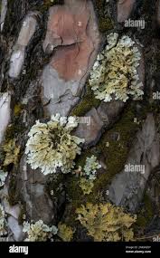 Attēlu rezultāti vaicājumam “Lobaria amplissima”