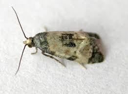 Attēlu rezultāti vaicājumam “Cochylis dubitana”