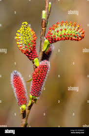 Attēlu rezultāti vaicājumam “Salix triandra male flower”