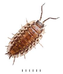 Attēlu rezultāti vaicājumam “Oniscus asellus”