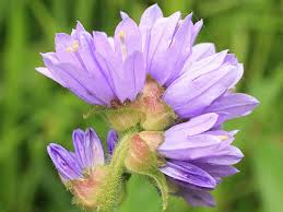Attēlu rezultāti vaicājumam “Campanula cervicaria”
