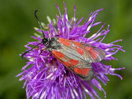 Attēlu rezultāti vaicājumam “Zygaena sp.”