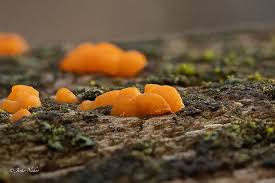 Attēlu rezultāti vaicājumam “Dacrymyces stillatus”