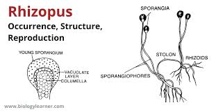 Attēlu rezultāti vaicājumam “Lophozia badensis sporophyte”