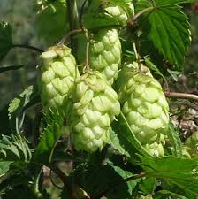 Attēlu rezultāti vaicājumam “Cannabaceae”