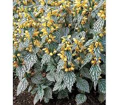 Attēlu rezultāti vaicājumam “Lamproderma gulielmae stalked”