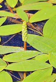 Attēlu rezultāti vaicājumam “Potamogeton natans”