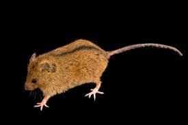 Attēlu rezultāti vaicājumam “Sicista betulina”