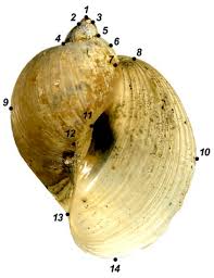 Attēlu rezultāti vaicājumam “Lycogala botrydium young”