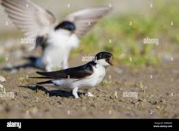 Attēlu rezultāti vaicājumam “Delichon urbicum adult”