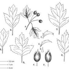 Attēlu rezultāti vaicājumam “Crataegus x macrocarpa”