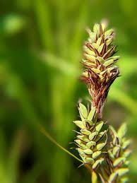 Attēlu rezultāti vaicājumam “Carex caryophyllea fruit”
