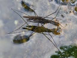 Attēlu rezultāti vaicājumam “Aquarius najas”