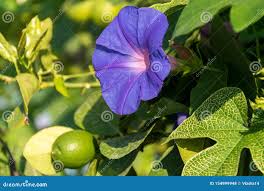 Attēlu rezultāti vaicājumam “Calystegia sepium fruit”