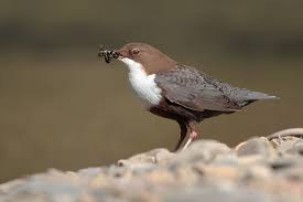 Attēlu rezultāti vaicājumam “Cinclus cinclus”