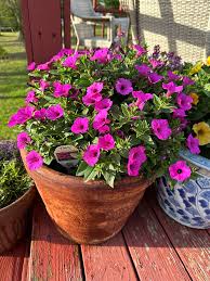 Image result for Petunia hybrida