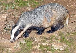 Attēlu rezultāti vaicājumam “Meles meles”