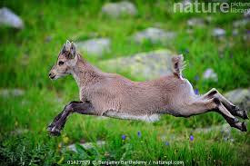 Attēlu rezultāti vaicājumam “Capra juvenile”